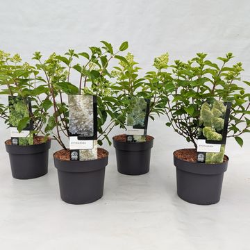 Hydrangea paniculata MIX