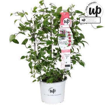 Clematis BOULEVARD NUBIA