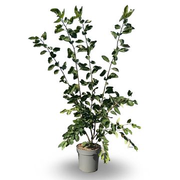 Amelanchier lamarckii