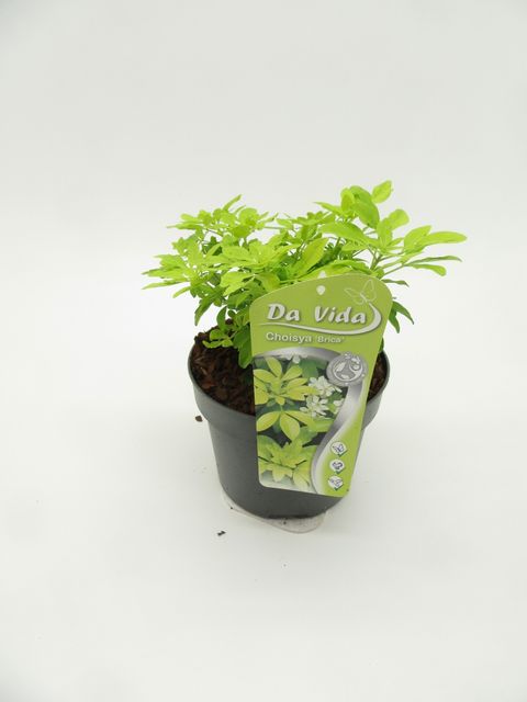 Choisya ternata SUNDANCE