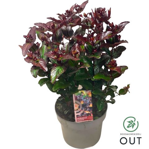 Hypericum MIRACLE NIGHT