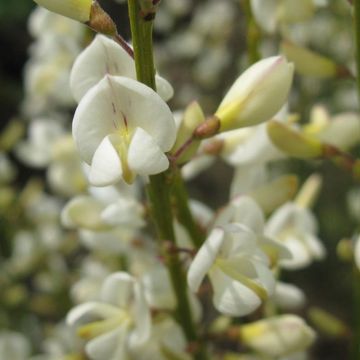 Cytisus x praecox 'Albus'