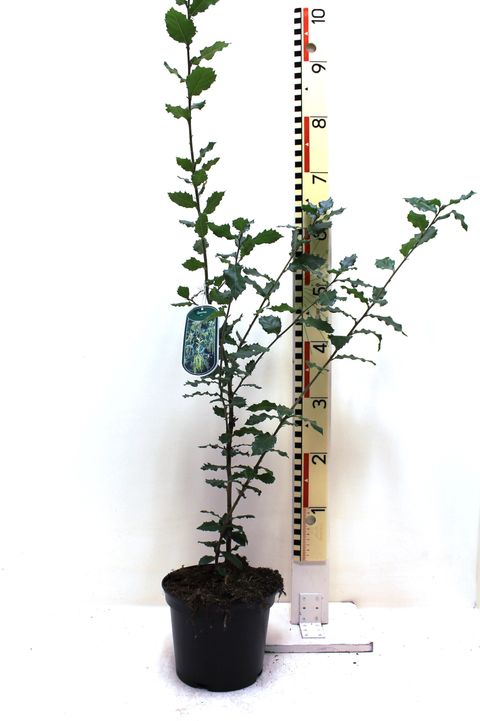 Quercus ilex