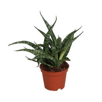 Sansevieria bacularis 'Fernwood Punk'
