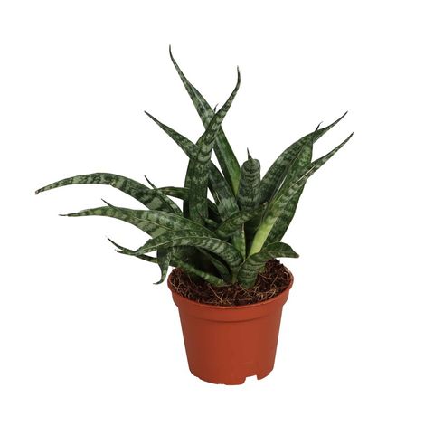 Sansevieria bacularis 'Fernwood Punk'