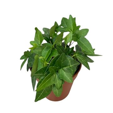Hedera helix 'Shamrock'