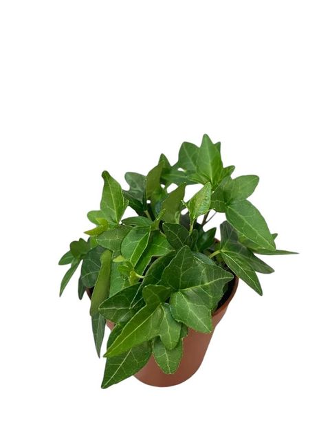Hedera helix 'Shamrock'