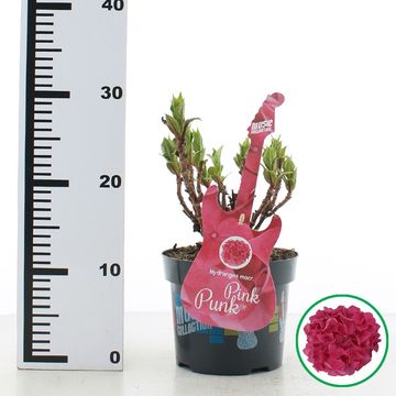 Hydrangea macrophylla MUSIC COLLECTION PINK PUNK