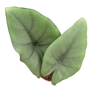 Alocasia 'Blue Dragon'