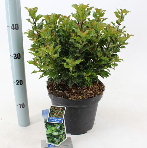 Ilex x meserveae LITTLE RASCAL