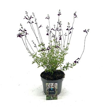 Salvia x jamensis 'Nachtvlinder'