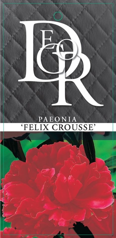Paeonia 'Felix Crousse'