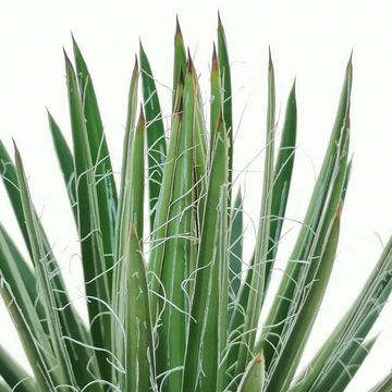 Agave filifera