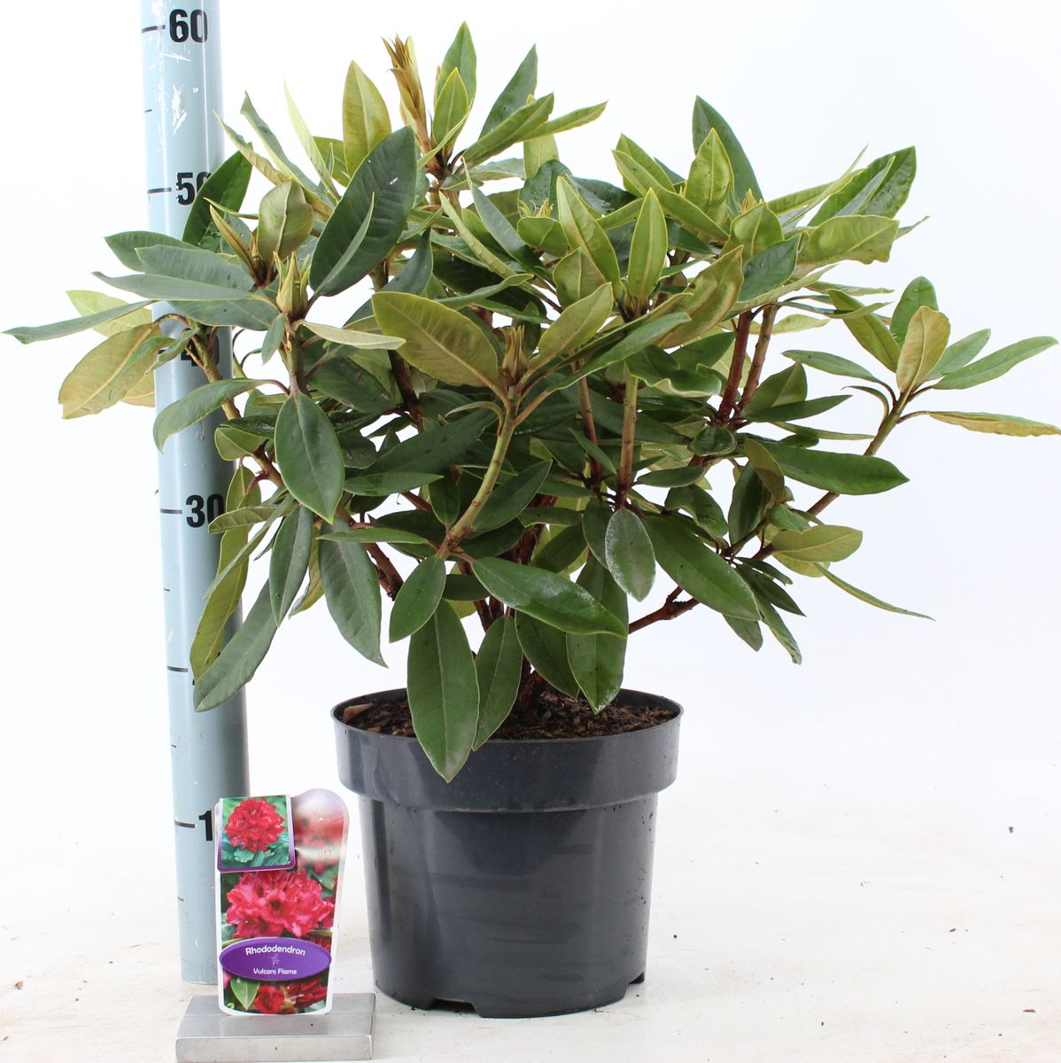 a sansevieria Sansevieria - Snake Plant