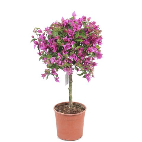 Bougainvillea 'Alexandra'