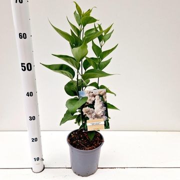 Syringa vulgaris 'Mme Lemoine'