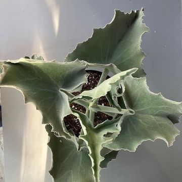 Kalanchoe beharensis