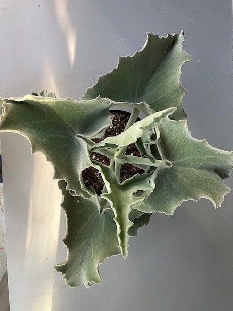 Kalanchoe beharensis