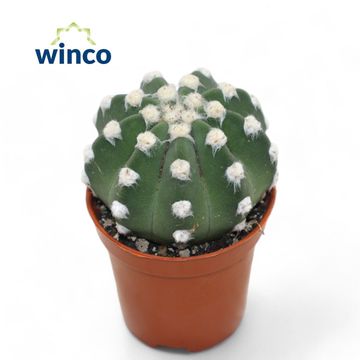 Echinopsis subdenudata