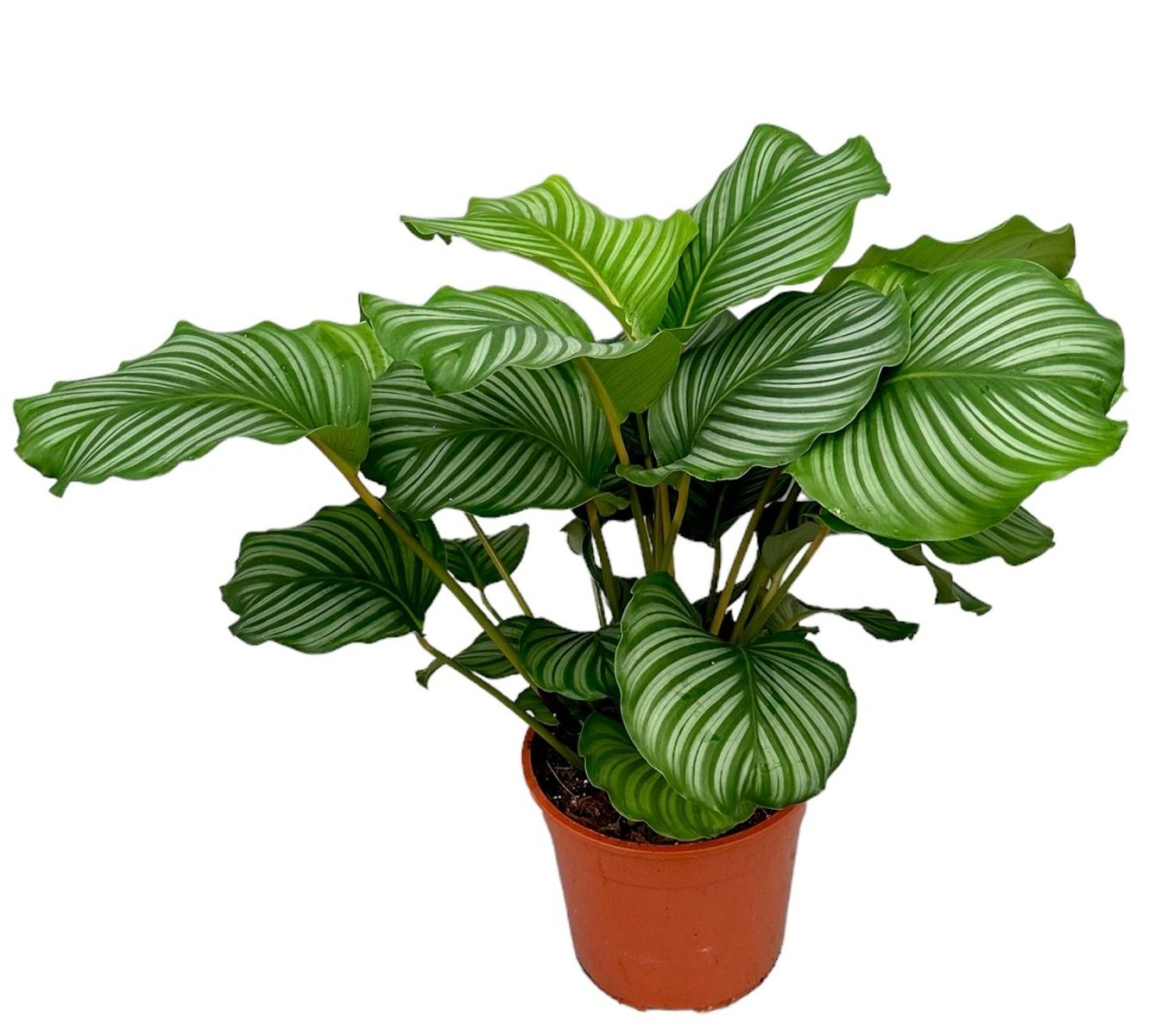Calathea orbifolia — Plant Wholesale FlorAccess