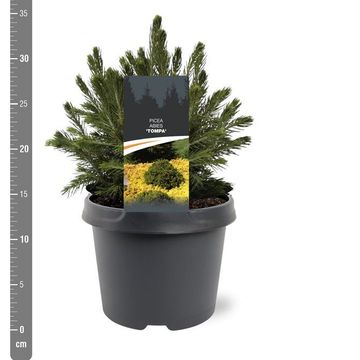 Picea abies 'Tompa'