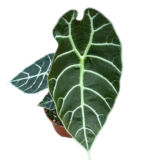 Alocasia 'Watsoniana'