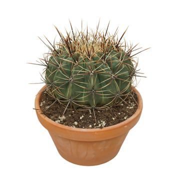 Ferocactus histrix