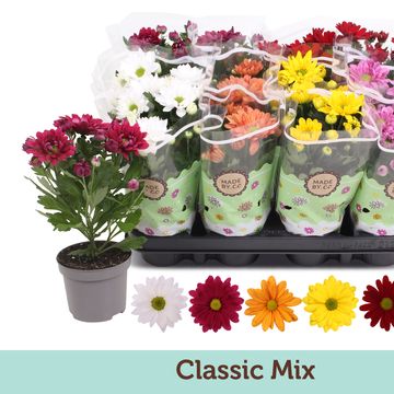 Хризантема INDICUM MIX