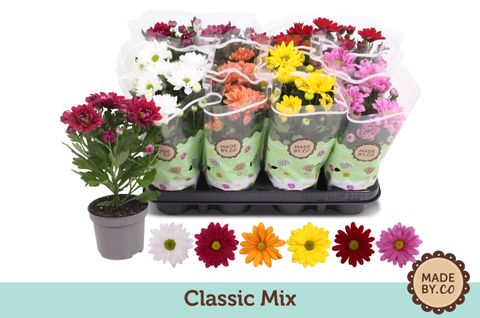 Chrysanthemum INDICUM MIX