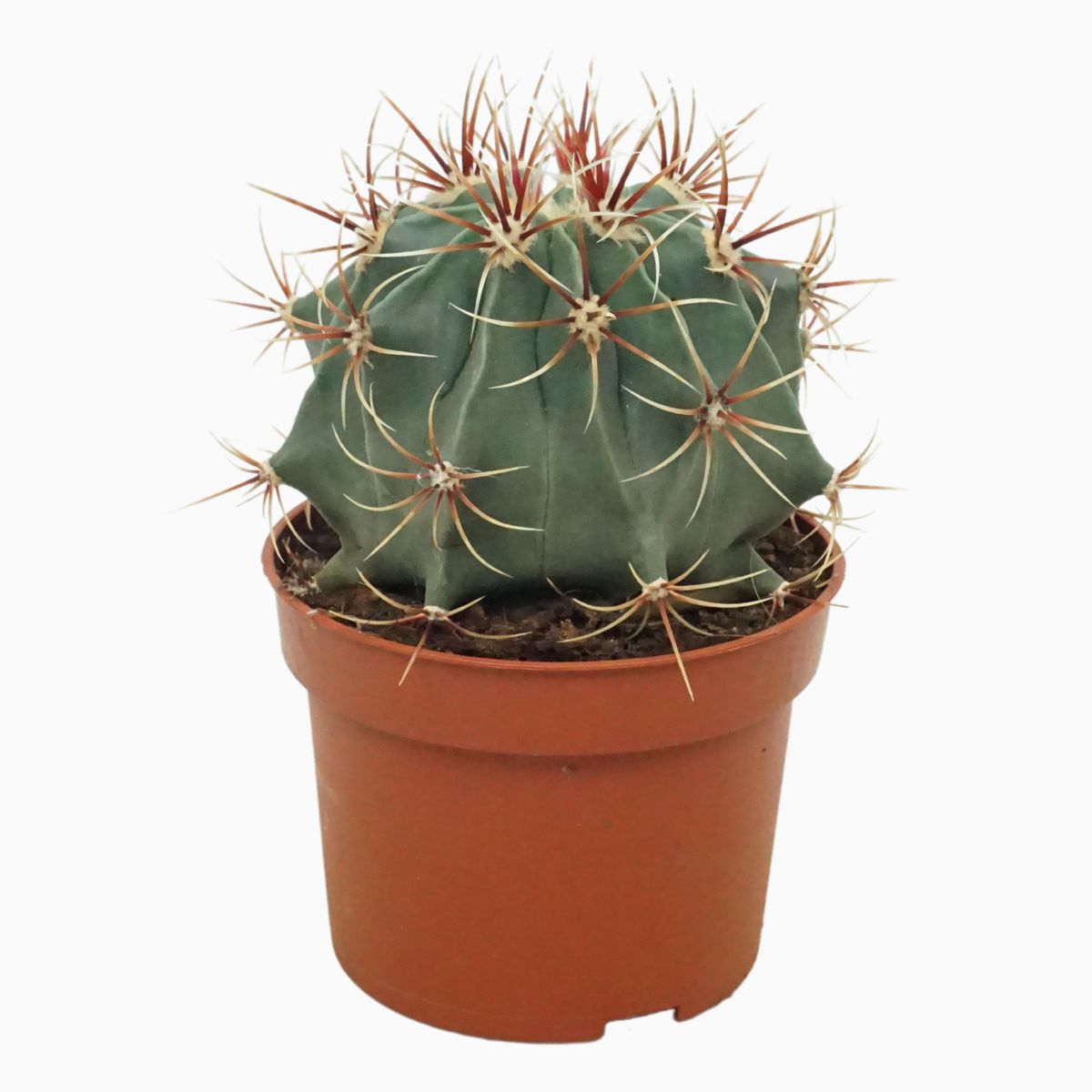 Ferocactus histrix — Plant Wholesale FlorAccess