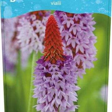 Primula vialii