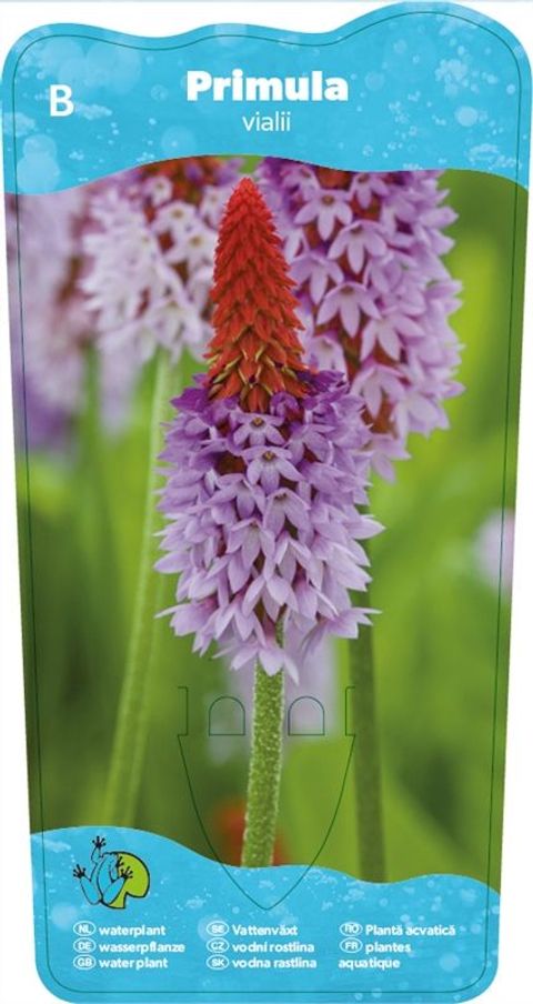 Primula vialii