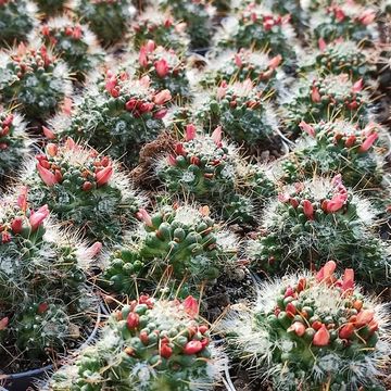 Mammillaria Toumeya x knippelianus