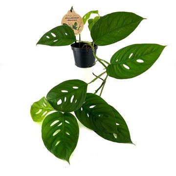 Monstera friedrichsthalii — Plant Wholesale FlorAccess