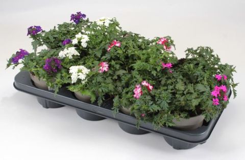 Verbena VEPITA MIX