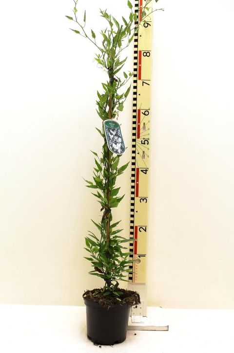 Solanum jasminoides 'Album'