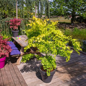 Acer palmatum 'Orange Dream'