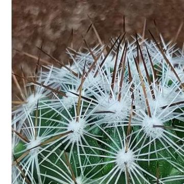 Thelocactus saussieri