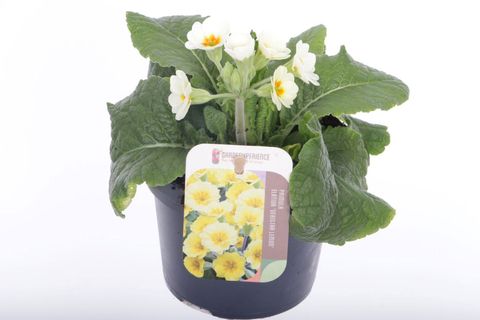 Primula 'Eternity'