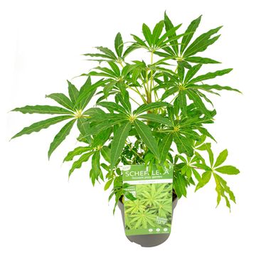 Schefflera 'Winter Jungle'