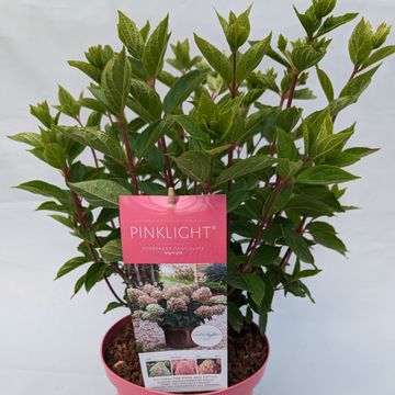 Hydrangea paniculata PINKLIGHT