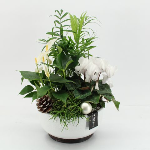 Arrangement Christmas