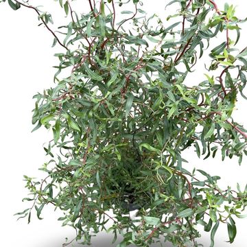 Salix 'Erythroflexuosa'