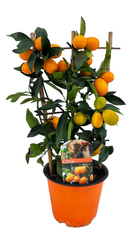Citrus japonica 'Margarita'