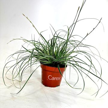 Carex conica 'Snowline'
