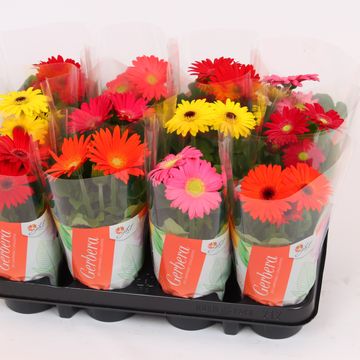 Gerbera MIX