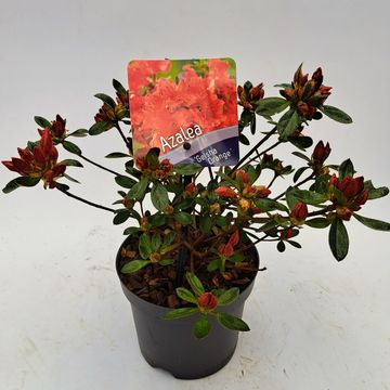 Rhododendron GEISHA ORANGE (AJ)