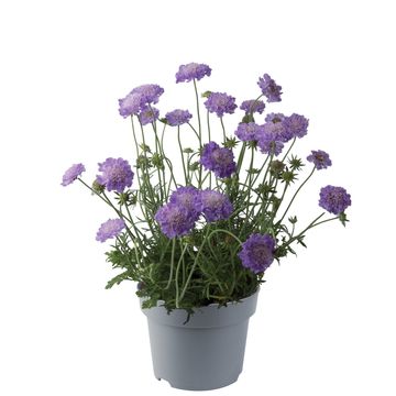 Scabiosa columbaria 'Mariposa Blue'