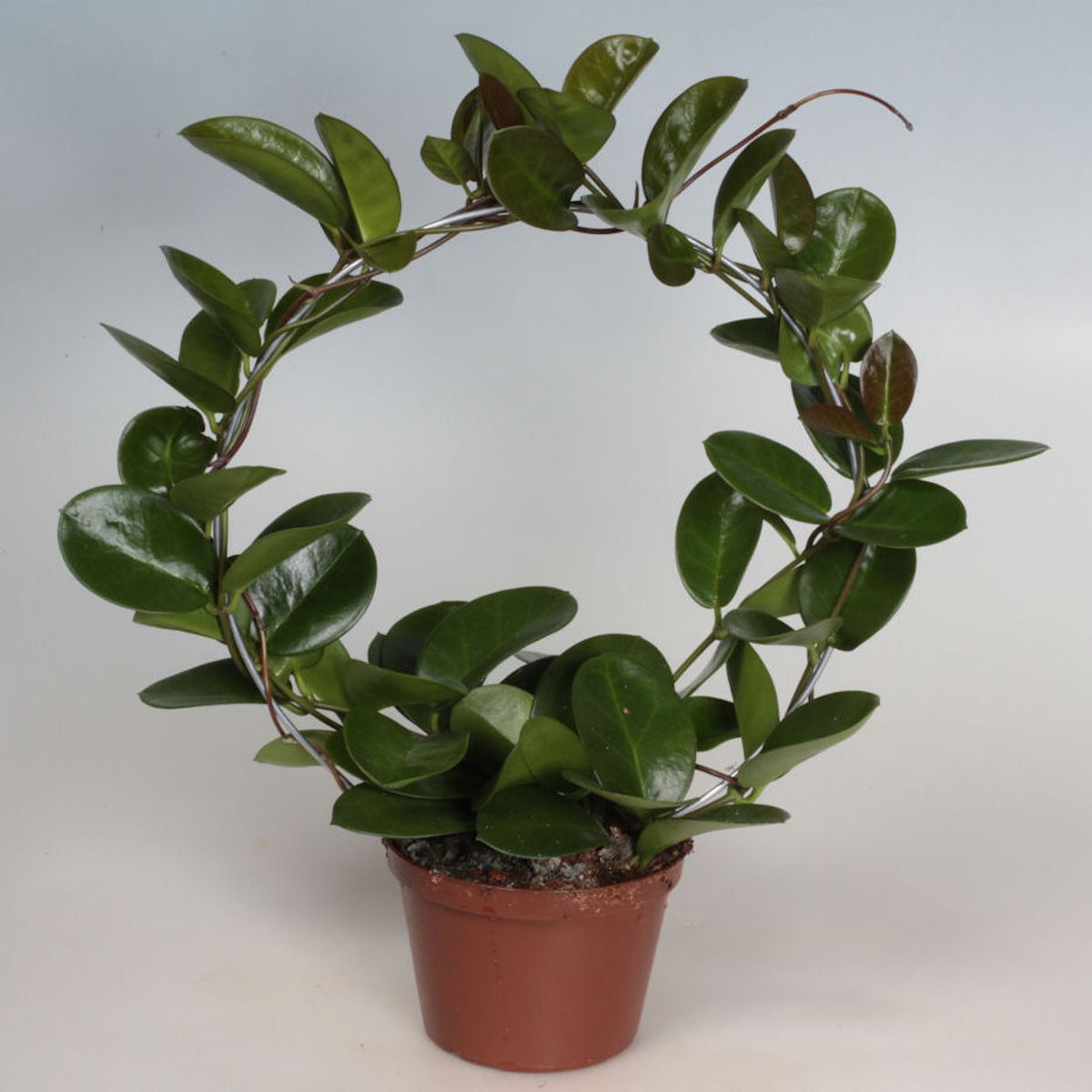 Hoya australis — Plant Wholesale FlorAccess