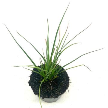 Kniphofia 'Redhot Popsicle'